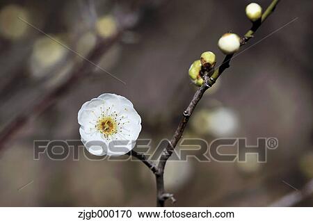 Plum flower View Large Photo Image Stock Image - Plum flower. Fotosearch