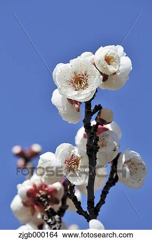 Plum flowers View Large Photo Image Picture - Plum flowers. Fotosearch