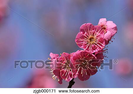 Stock Image - Plum flowers. Fotosearch