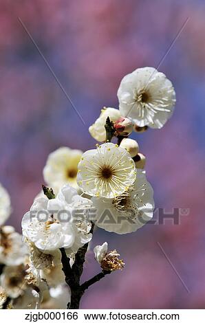 Plum flowers View Large Photo Image Stock Photograph - Plum flowers. Fotosearch