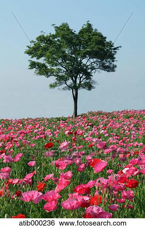 Poppy field and tree View Large Photo Image Stock Photograph - Poppy field and tree. Fotosearch