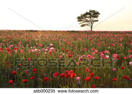 Poppy field and tree View Large Photo Image Stock Photography - Poppy field and tree. Fotosearch