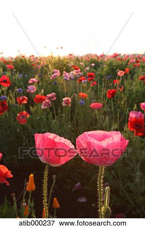 Poppy field View Large Photo Image Stock Photo - Poppy field. Fotosearch