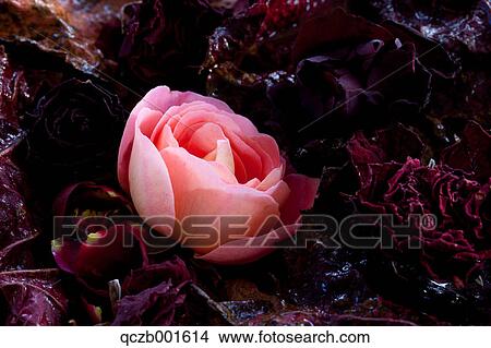Potpourri and pink rose View Large Photo Image Picture - Potpourri and pink rose. Fotosearch