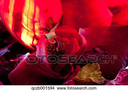 Potpourri of roses View Large Photo Image Picture - Potpourri of roses. Fotosearch
