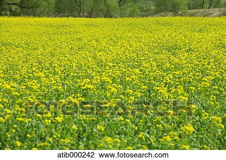 Rape blossom field View Large Photo Image Stock Image - Rape blossom field. Fotosearch