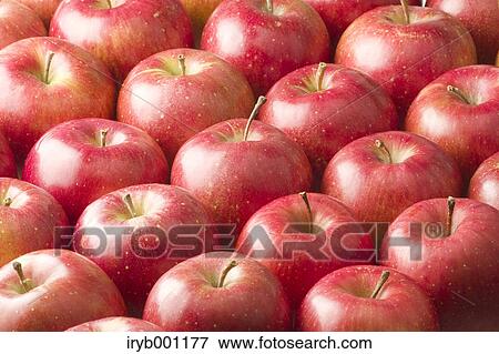 Red apples View Large Photo Image Stock Photo - Red apples. Fotosearch