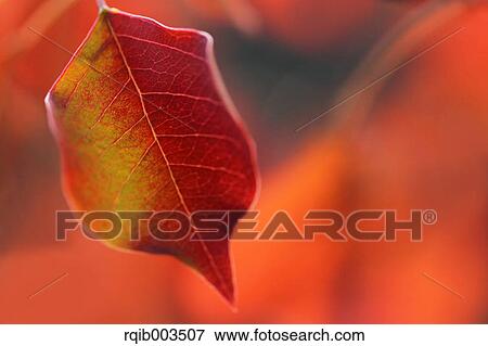 Red leaf View Large Photo Image Stock Photo - Red leaf. Fotosearch