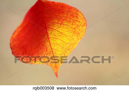 Stock Photo - Red leaf. Fotosearch
