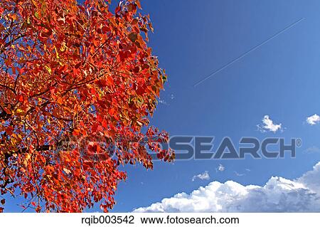 Red leaves and blue sky with clouds View Large Photo Image Stock Image - Red leaves and blue sky with clouds. Fotosearch