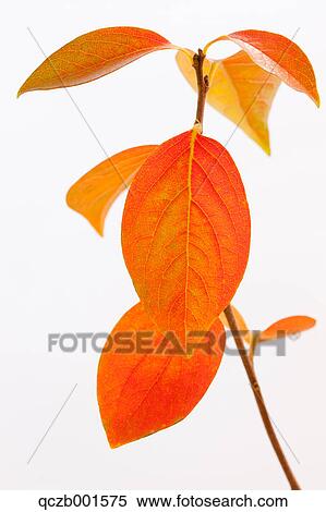 Stock Photography - Red leaves. Fotosearch