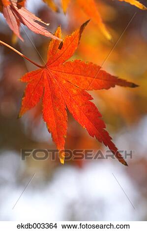 Red maple leaf View Large Photo Image Picture - Red maple leaf. Fotosearch