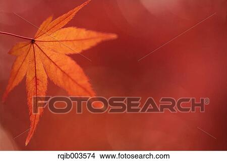 Picture - Red maple leaf. Fotosearch
