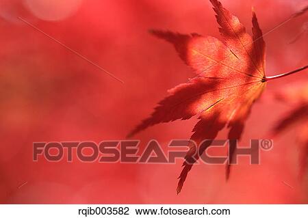 Red maple leaf View Large Photo Image Stock Image - Red maple leaf. Fotosearch