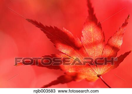 Red maple leaf View Large Photo Image Stock Image - Red maple leaf. Fotosearch