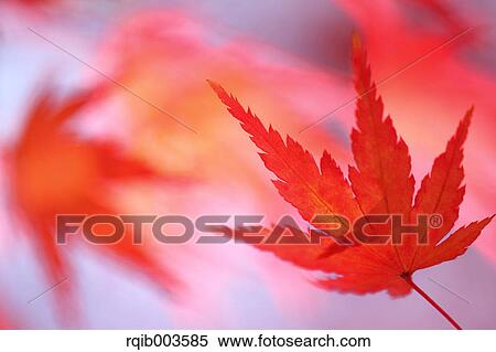 Red maple leaf View Large Photo Image Stock Photography - Red maple leaf. Fotosearch