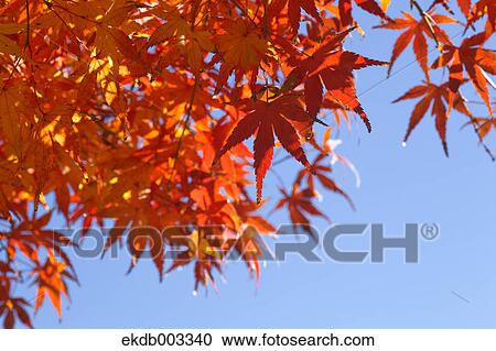Red maple leaves and blue sky View Large Photo Image Stock Image - Red maple leaves and blue sky. Fotosearch
