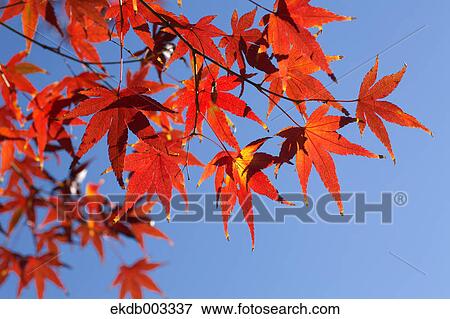 Red maple leaves and blue sky View Large Photo Image Stock Photo - Red maple leaves and blue sky. Fotosearch