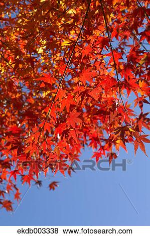 Red maple leaves and blue sky View Large Photo Image Stock Photo - Red maple leaves and blue sky. Fotosearch