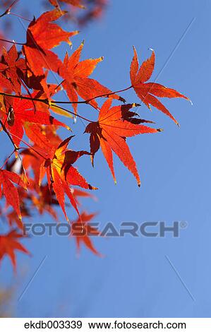 Red maple leaves and blue sky View Large Photo Image Stock Photo - Red maple leaves and blue sky. Fotosearch