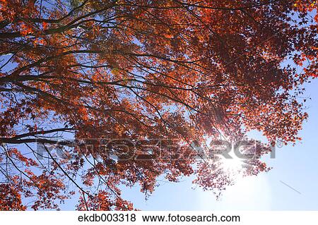 Red maple leaves and sunlight View Large Photo Image Stock Photo - Red maple leaves and sunlight. Fotosearch