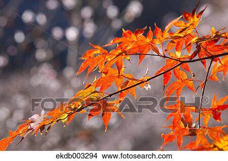 Red maple leaves View Large Photo Image Picture - Red maple leaves. Fotosearch