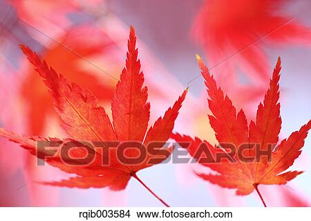 Picture - Red maple leaves. Fotosearch