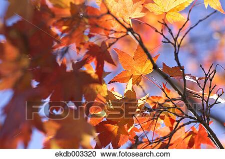Red maple leaves View Large Photo Image Stock Image - Red maple leaves. Fotosearch