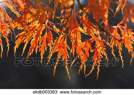 Stock Image - Red maple leaves. Fotosearch