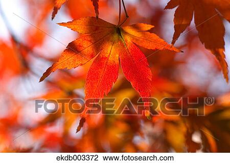 Red maple leaves View Large Photo Image Stock Image - Red maple leaves. Fotosearch