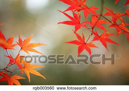 Red maple leaves View Large Photo Image Stock Image - Red maple leaves. Fotosearch