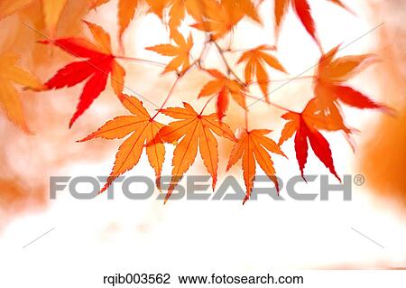 Stock Image - Red maple leaves. Fotosearch