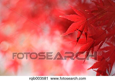 Red maple leaves View Large Photo Image Stock Image - Red maple leaves. Fotosearch