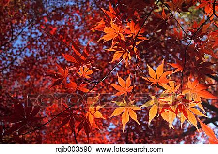 Red maple leaves View Large Photo Image Stock Image - Red maple leaves. Fotosearch
