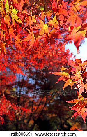 Stock Image - Red maple leaves. Fotosearch