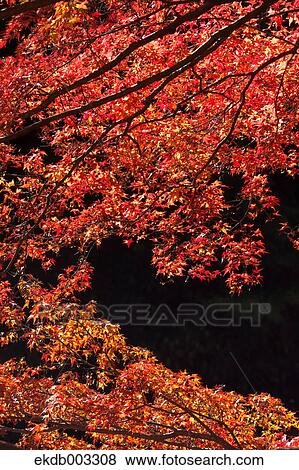 Stock Photo - Red maple leaves. Fotosearch
