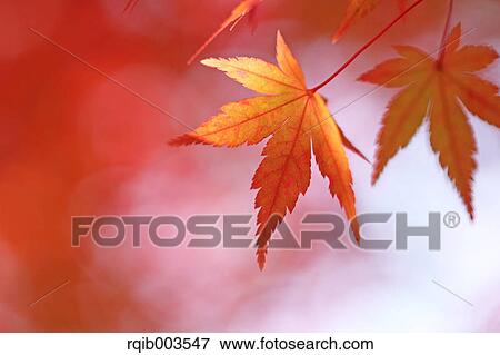 Red maple leaves View Large Photo Image Stock Photo - Red maple leaves. Fotosearch