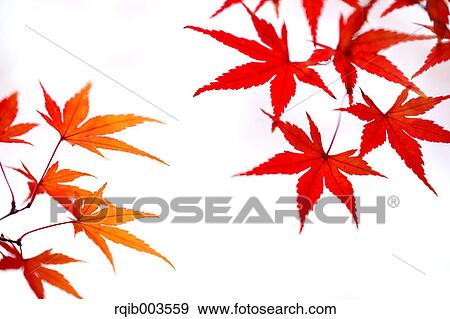 Stock Photo - Red maple leaves. Fotosearch