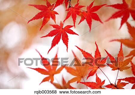 Stock Photo - Red maple leaves. Fotosearch