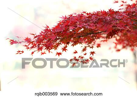 Stock Photo - Red maple leaves. Fotosearch