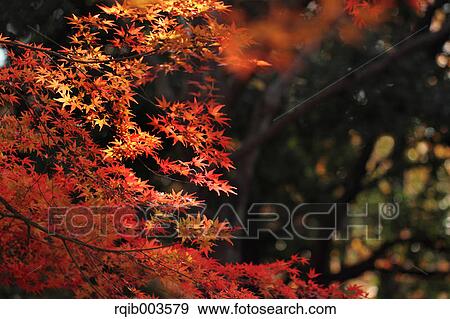 Red maple leaves View Large Photo Image Stock Photo - Red maple leaves. Fotosearch