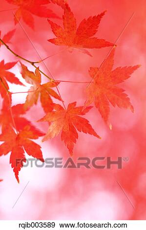 Stock Photo - Red maple leaves. Fotosearch