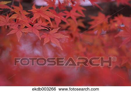 Red maple leaves View Large Photo Image Stock Photograph - Red maple leaves. Fotosearch