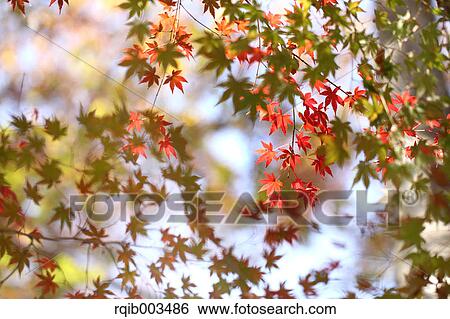 Red maple leaves View Large Photo Image Stock Photograph - Red maple leaves. Fotosearch