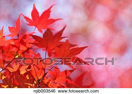 Stock Photograph - Red maple leaves. Fotosearch