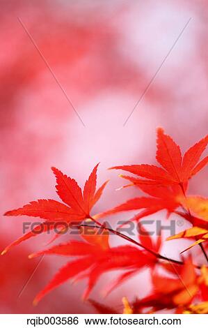 Stock Photograph - Red maple leaves. Fotosearch