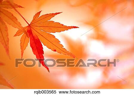 Stock Photography - Red maple leaves. Fotosearch