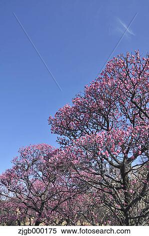 Stock Photography - Red plum trees and blue sky. Fotosearch
