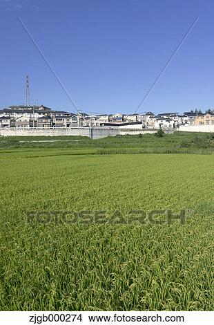 Picture - Residential area and rice field. Fotosearch