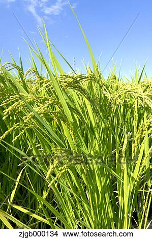 Rice ears View Large Photo Image Picture - Rice ears. Fotosearch